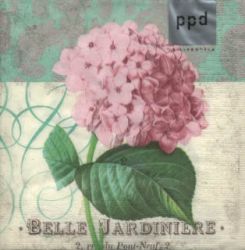 Belle Hydrangea